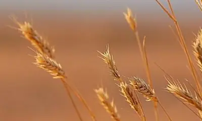 吾心,吾思,吾语,吾记