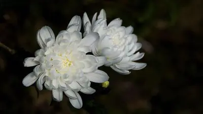 曹建业同志逝世 