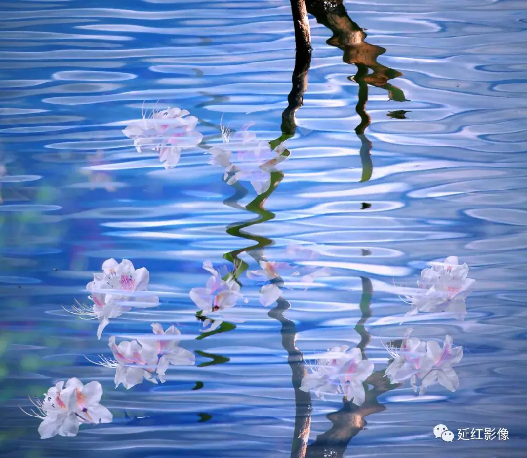 刘玉芝