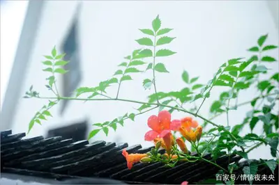 心若从容，便是优雅！