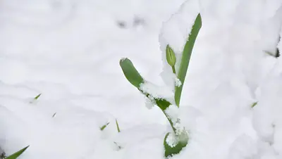 美好食间 | 大雪寒渐浓,万物冬藏待春来