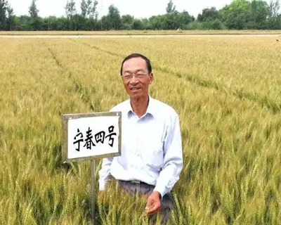 痛悼!小麦育种专家裘志新逝世,一生只为那粒萌动的种子!