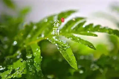 谷雨节气的特点和风俗是什么？