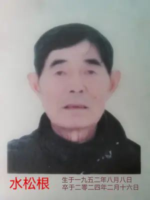 水松根