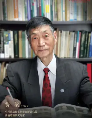 费梁